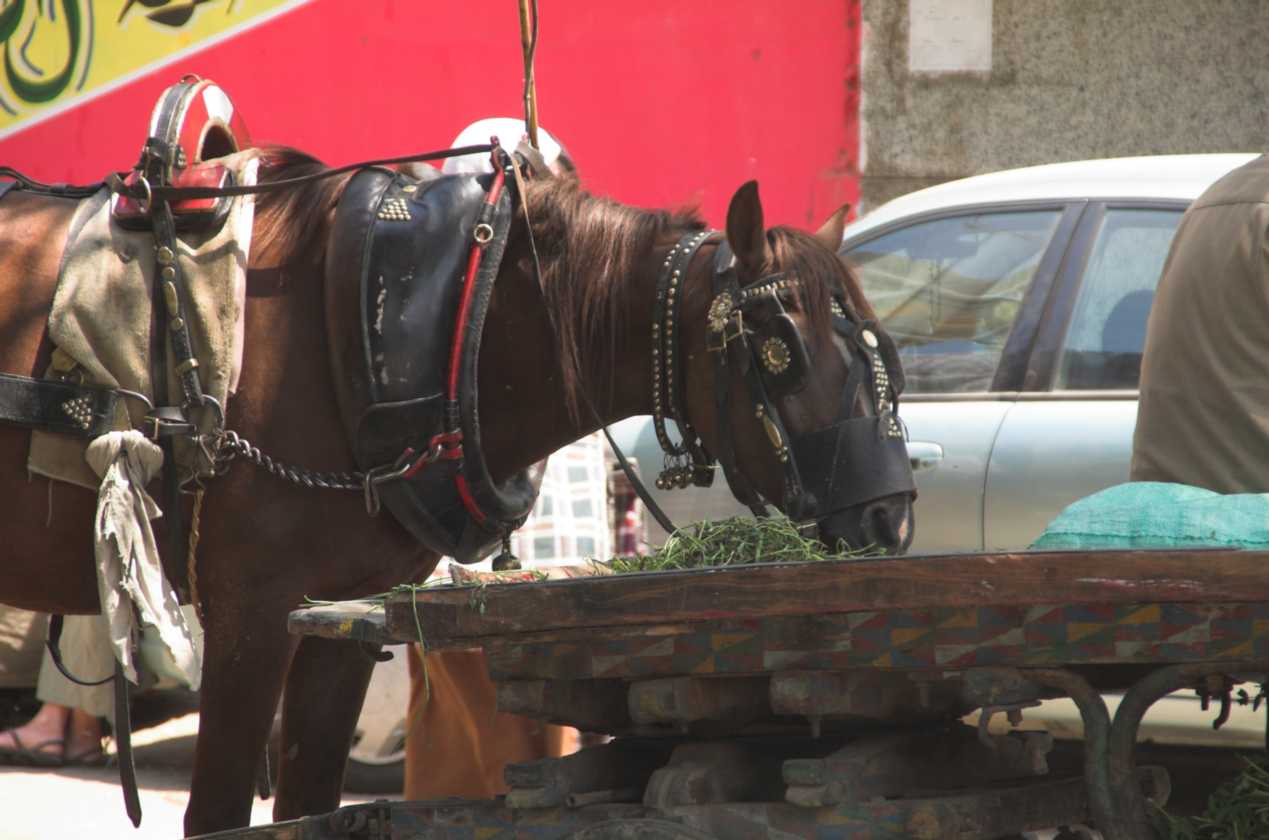0904 Cairo --069