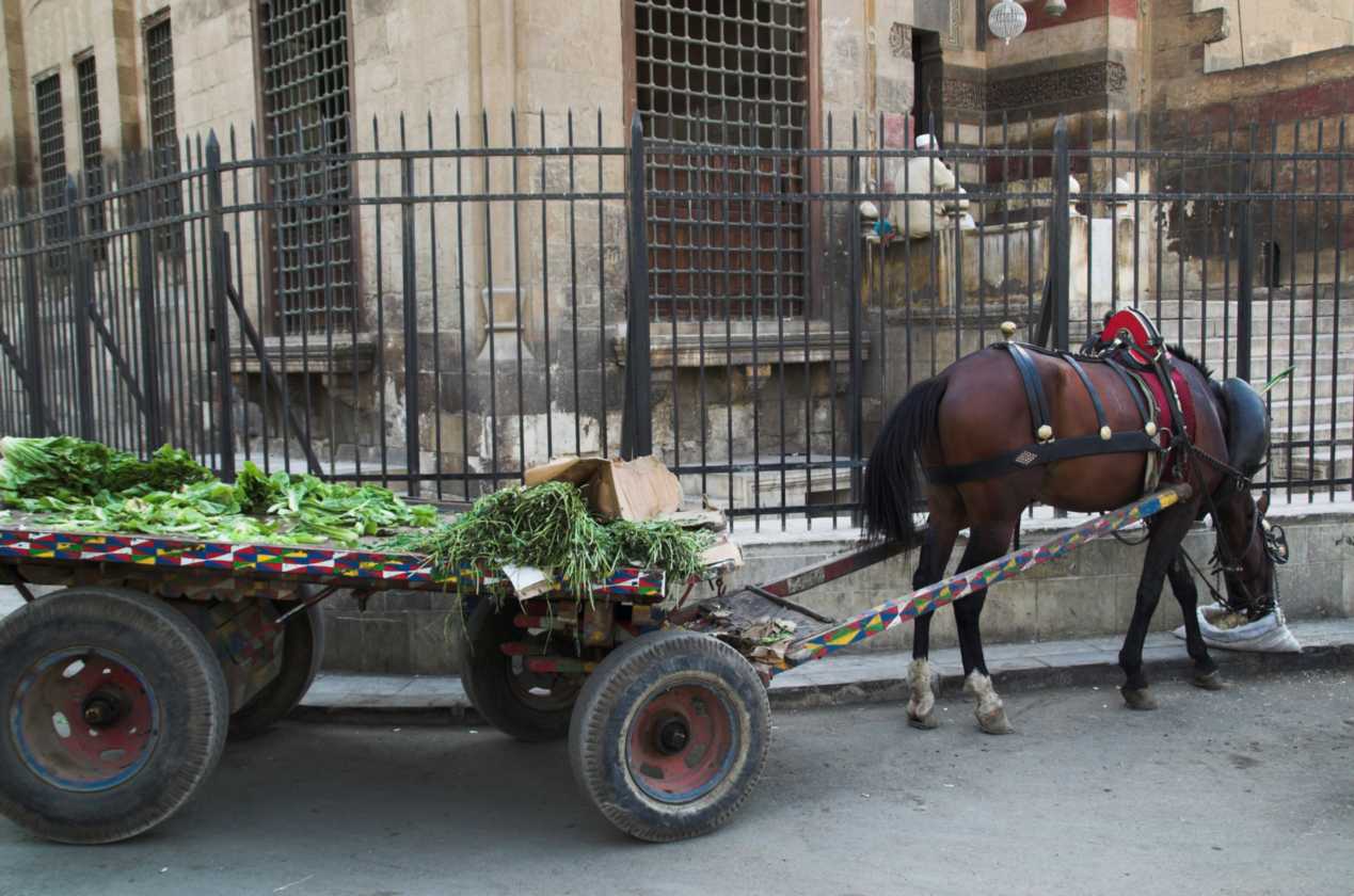 0904 Cairo --129