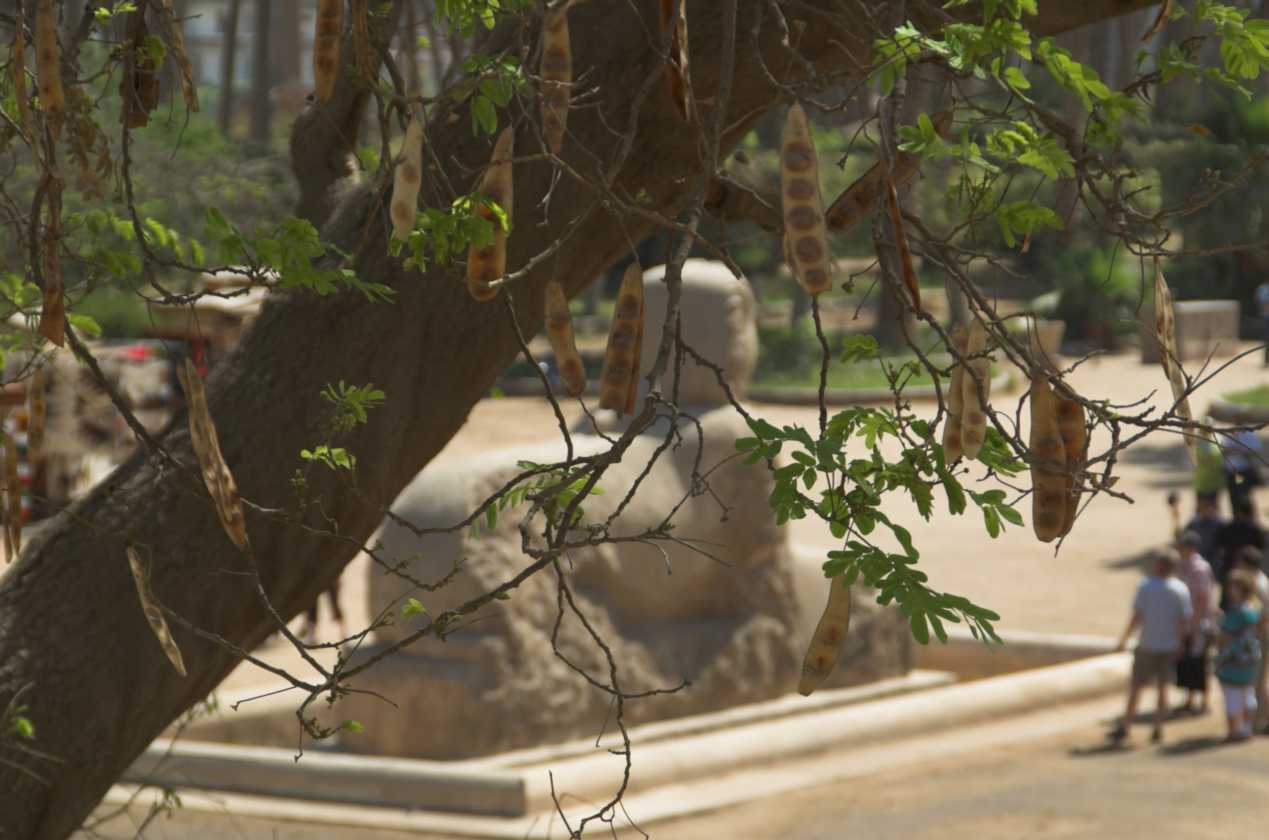 0904 Cairo --149