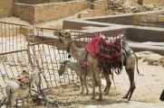 0904 Cairo --174