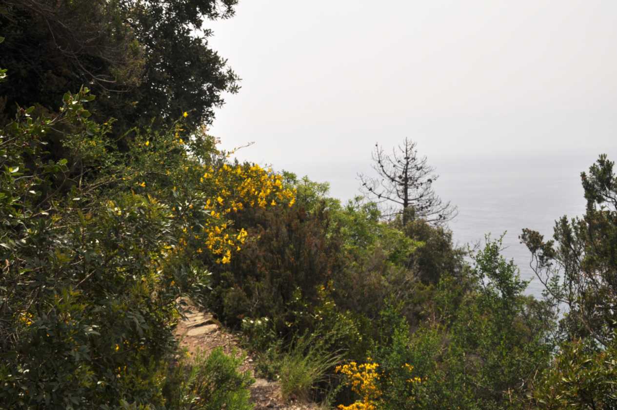 024 Levanto-Monterosso mei 2010