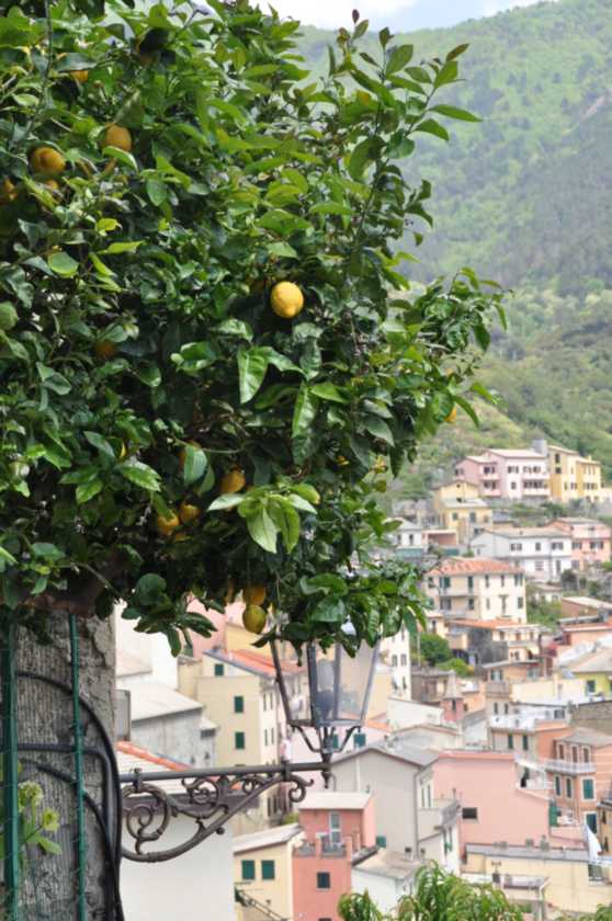 043 Vernazza-Vernazza mei 2010