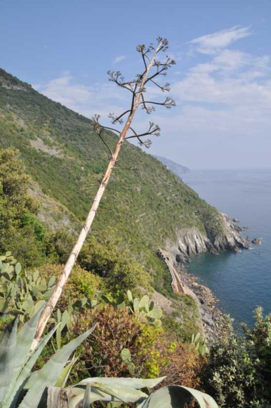 072 Vernazza-Vernazza mei 2010