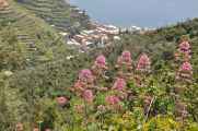 035 Soviore-Vernazza mei 2010