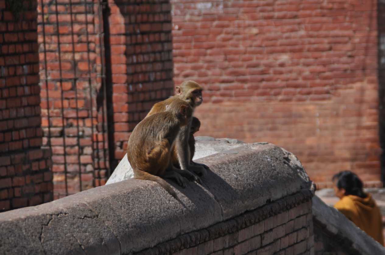 03-031 Kathmandu-tempels