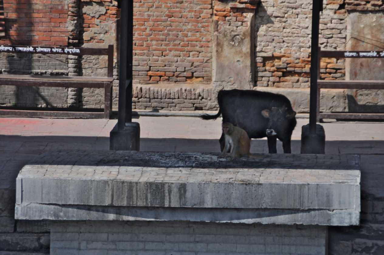 03-039 Kathmandu-tempels