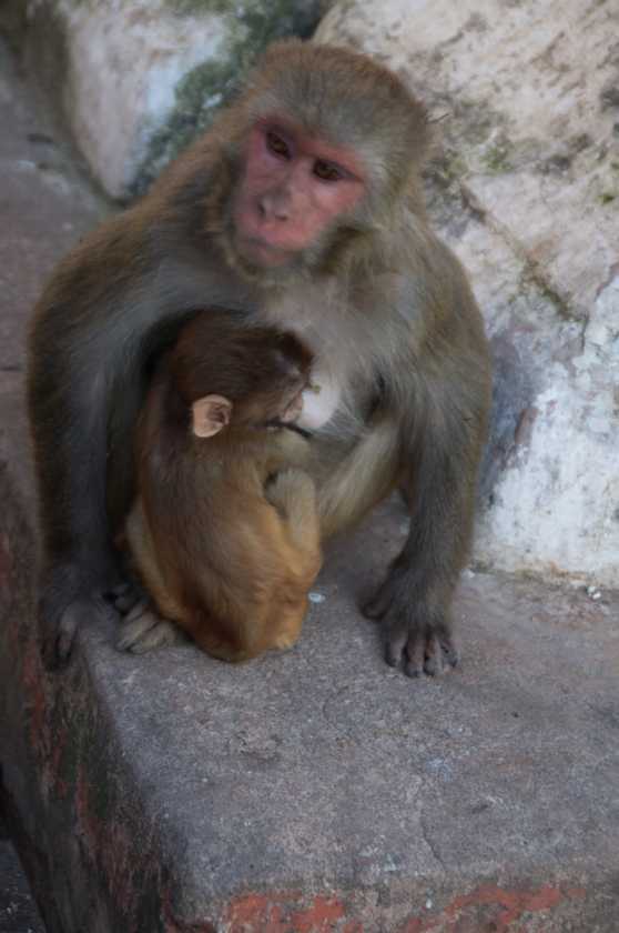 03-147 Kathmandu-tempels