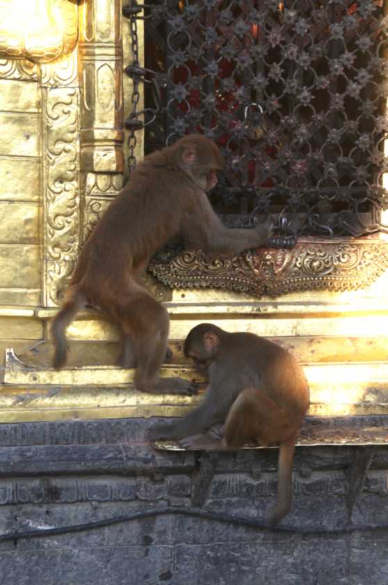 03-150 Kathmandu-tempels