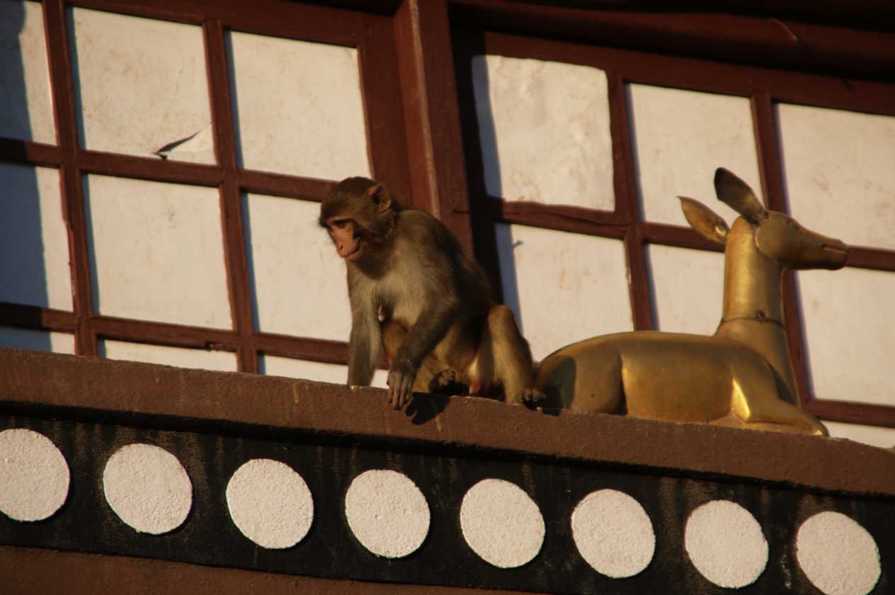 03-160 Kathmandu-tempels