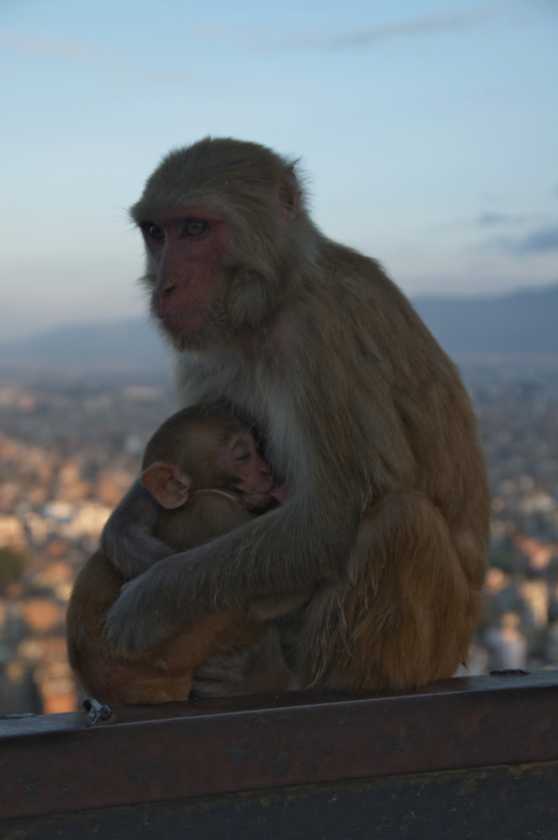 03-167 Kathmandu-tempels