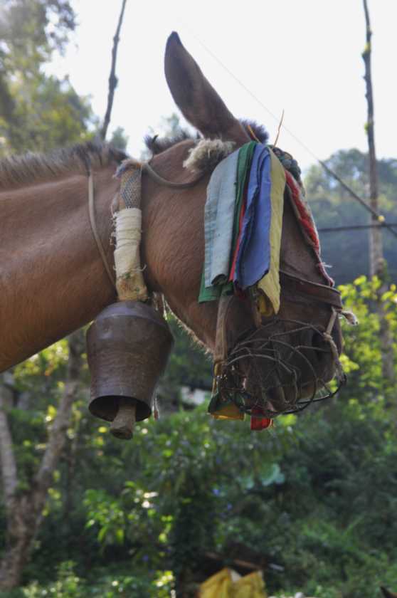 07-013  Nayapul-Thike Dhunga