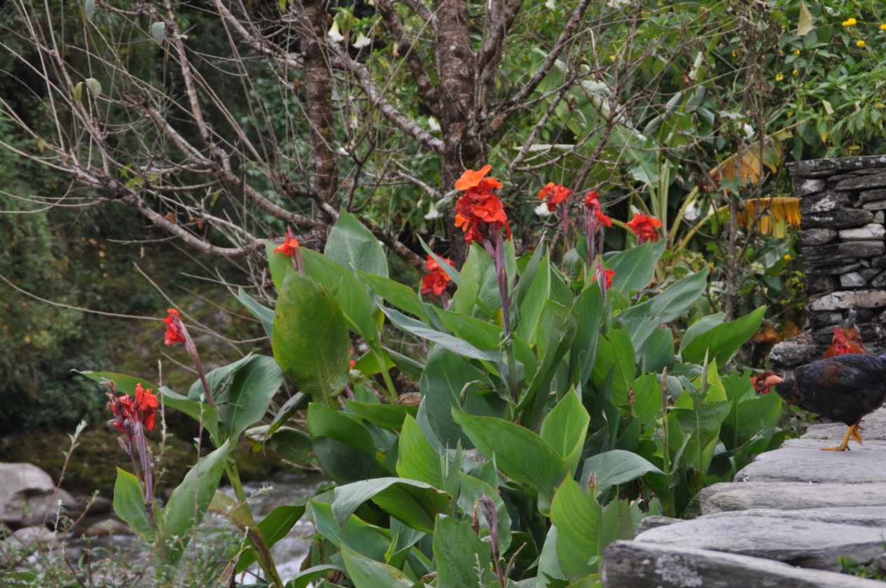 07-045  Nayapul-Thike Dhunga