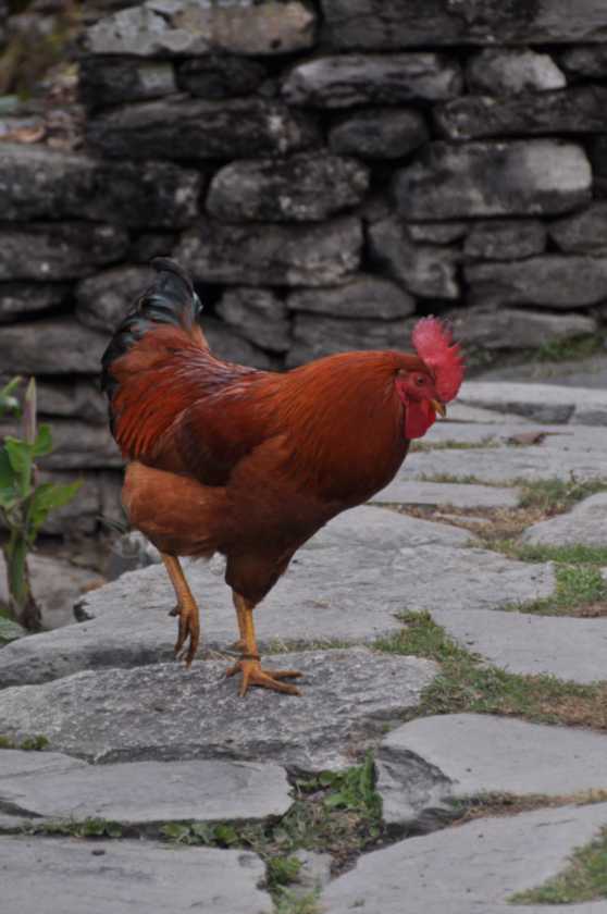 07-046  Nayapul-Thike Dhunga