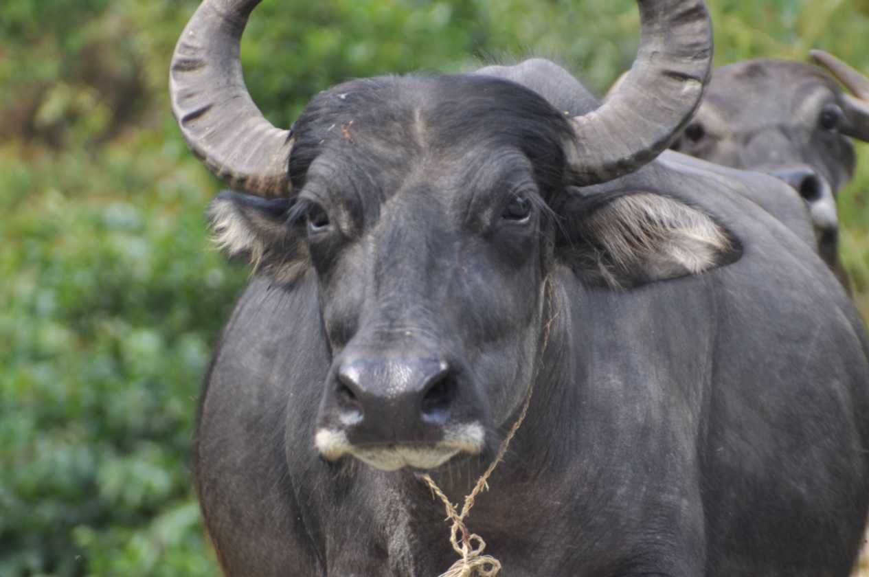 07-050  Nayapul-Thike Dhunga