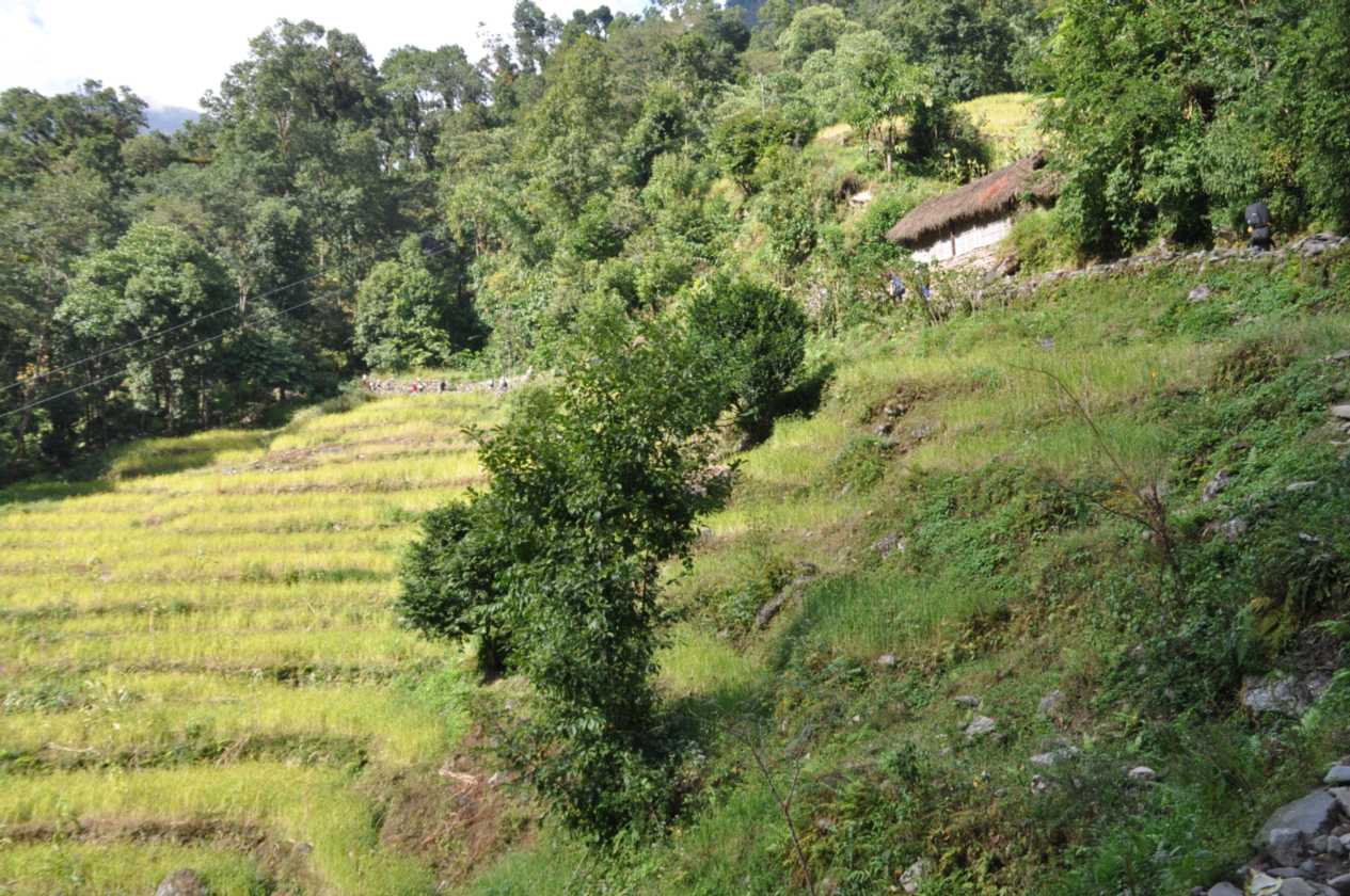07-052  Nayapul-Thike Dhunga