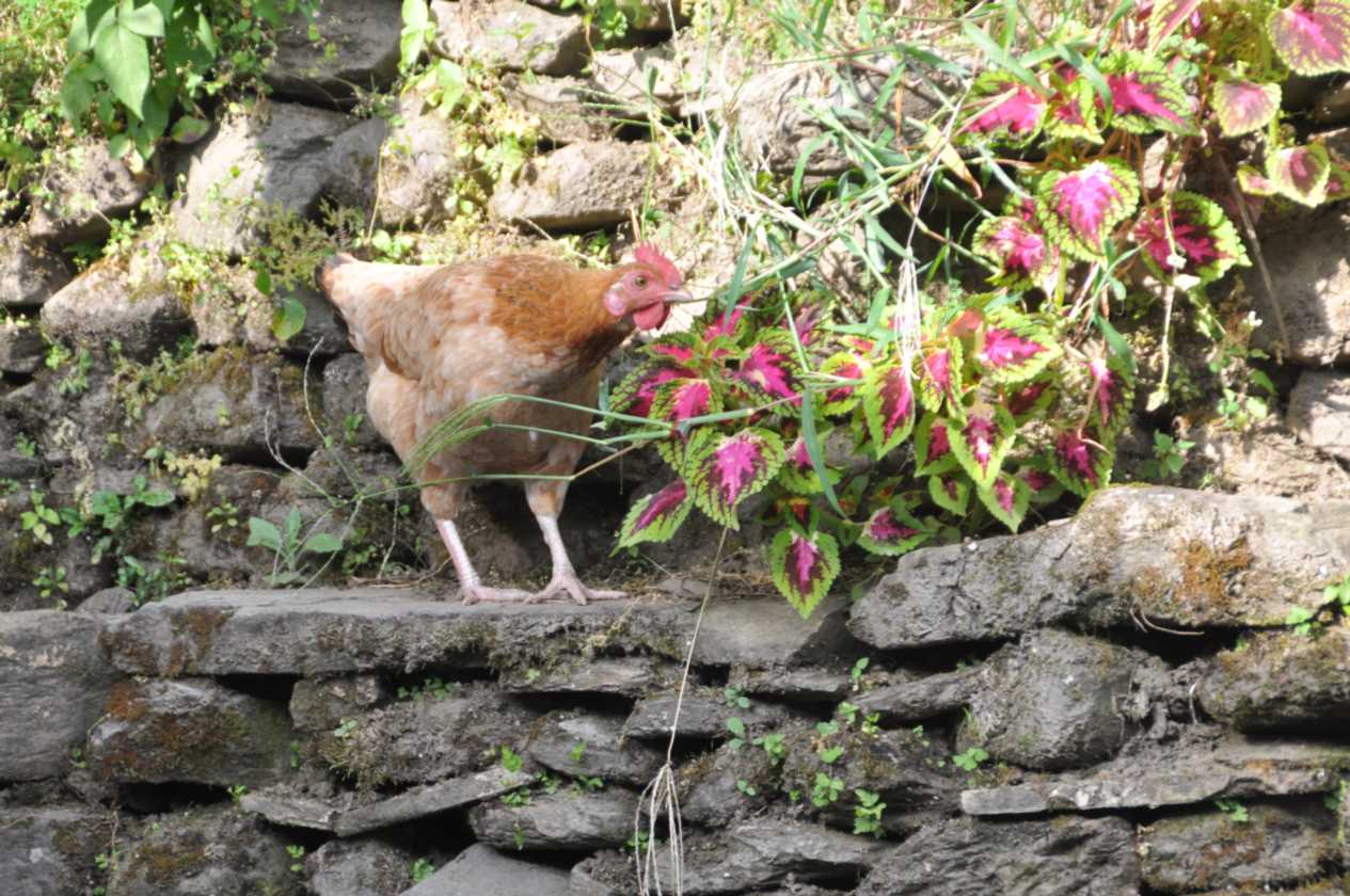 07-058  Nayapul-Thike Dhunga