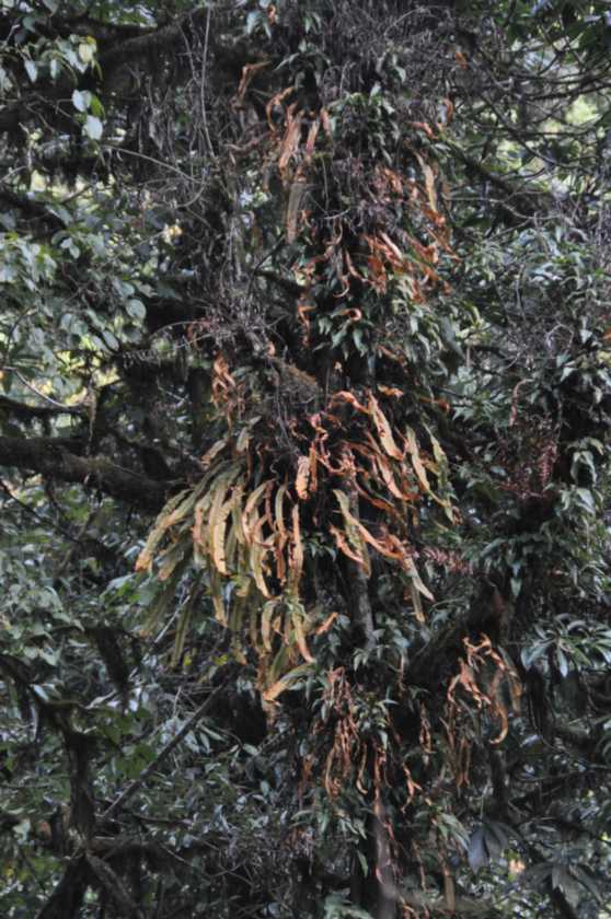 08-029 Thike Dhunga-Ghorepani