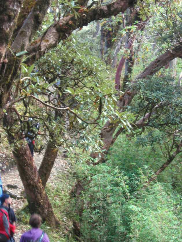09-061 Ghorepani-Tadapani