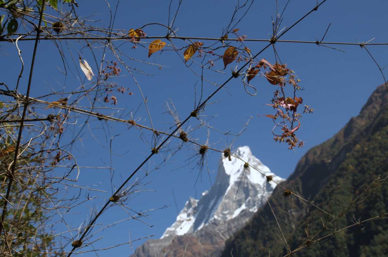 11-040 Chomrong-Himalaya