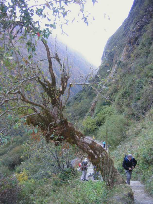 12-009 Himalaya-MBC