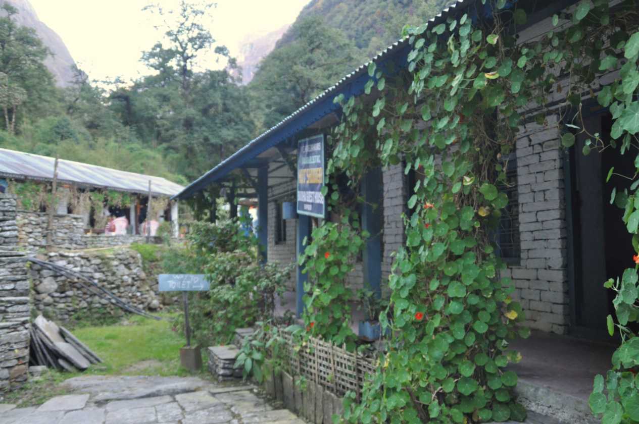 15-005 Bamboo-Jinua