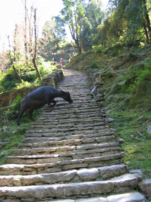 15-025 Bamboo-Jinua