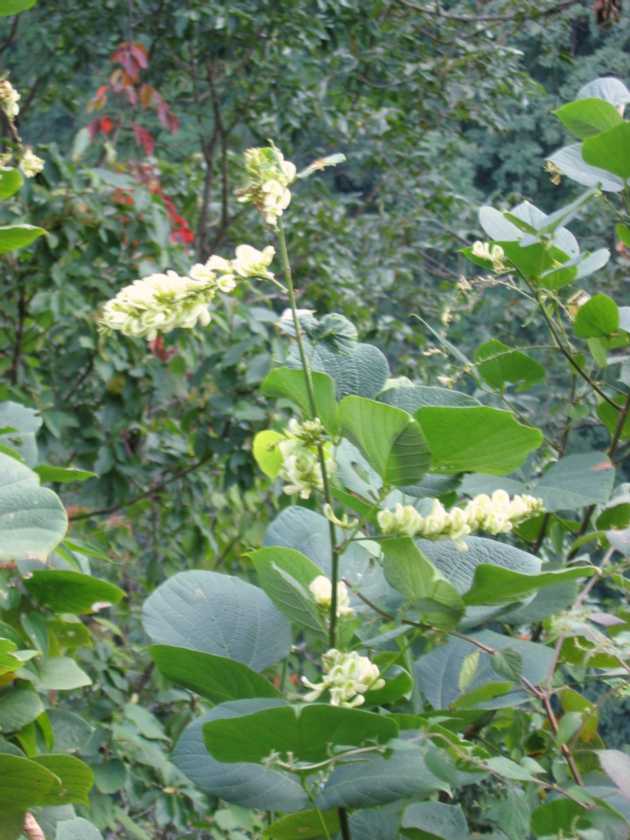 16-005 Jinua-Pothana