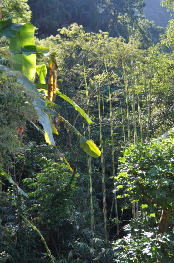 16-028 Jinua-Pothana