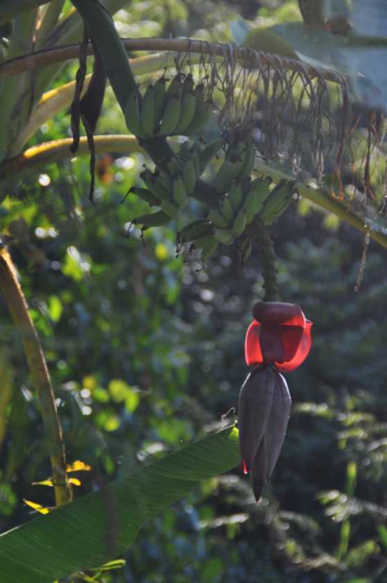 16-030 Jinua-Pothana