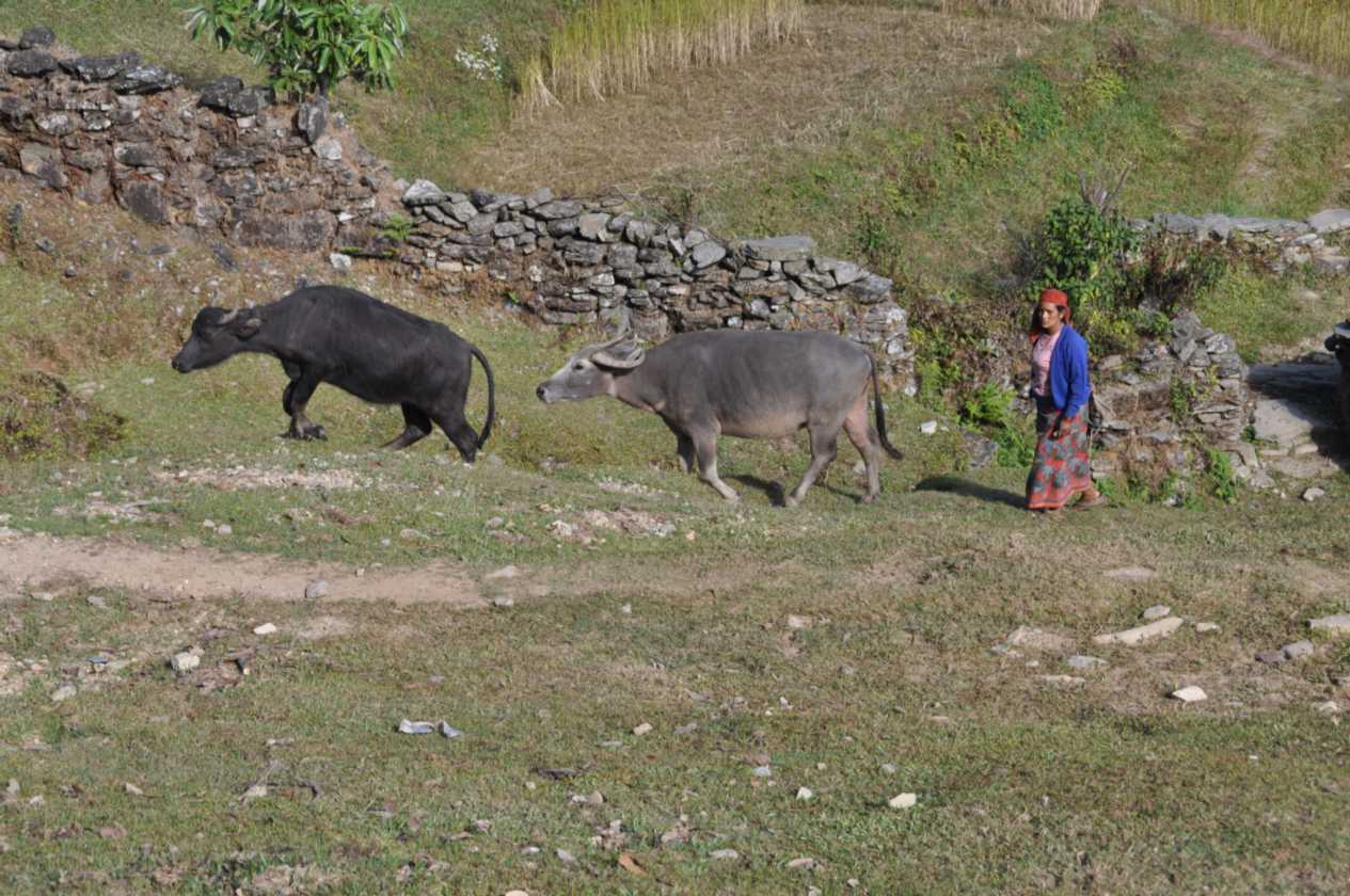 17-012 Pothana-Phedi