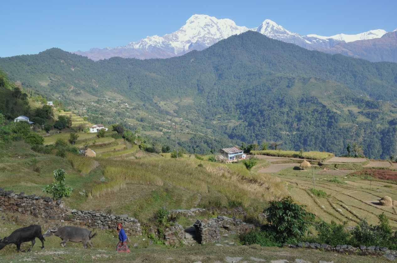 17-013 Pothana-Phedi
