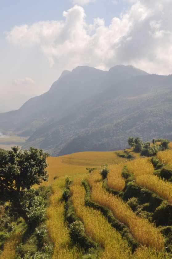 17-022 Pothana-Phedi