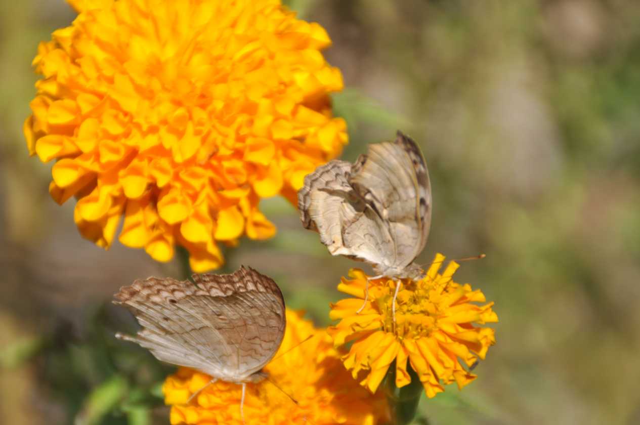 19-008 Chitwan