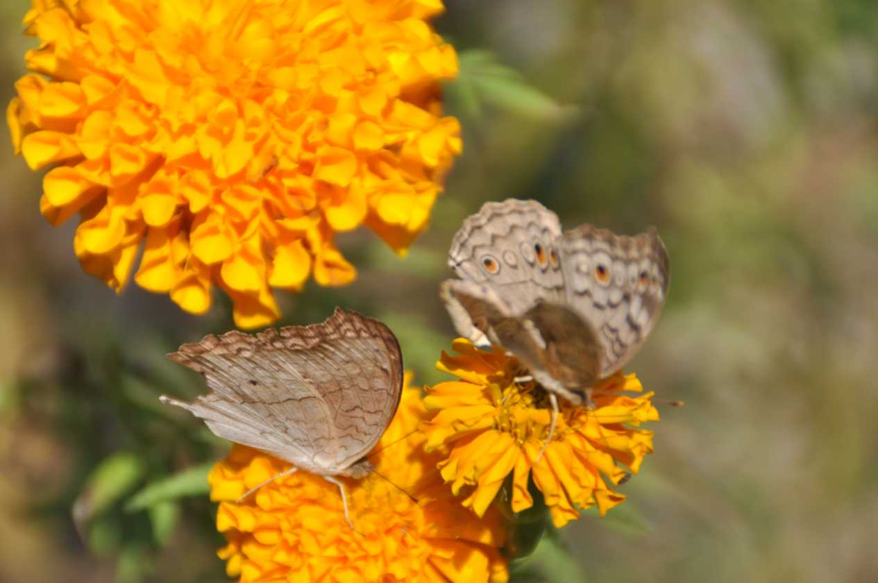 19-009 Chitwan