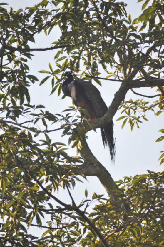 20-006 Chitwan