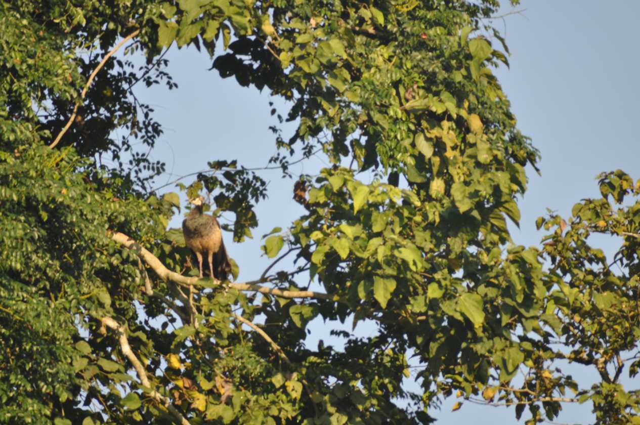 20-007 Chitwan