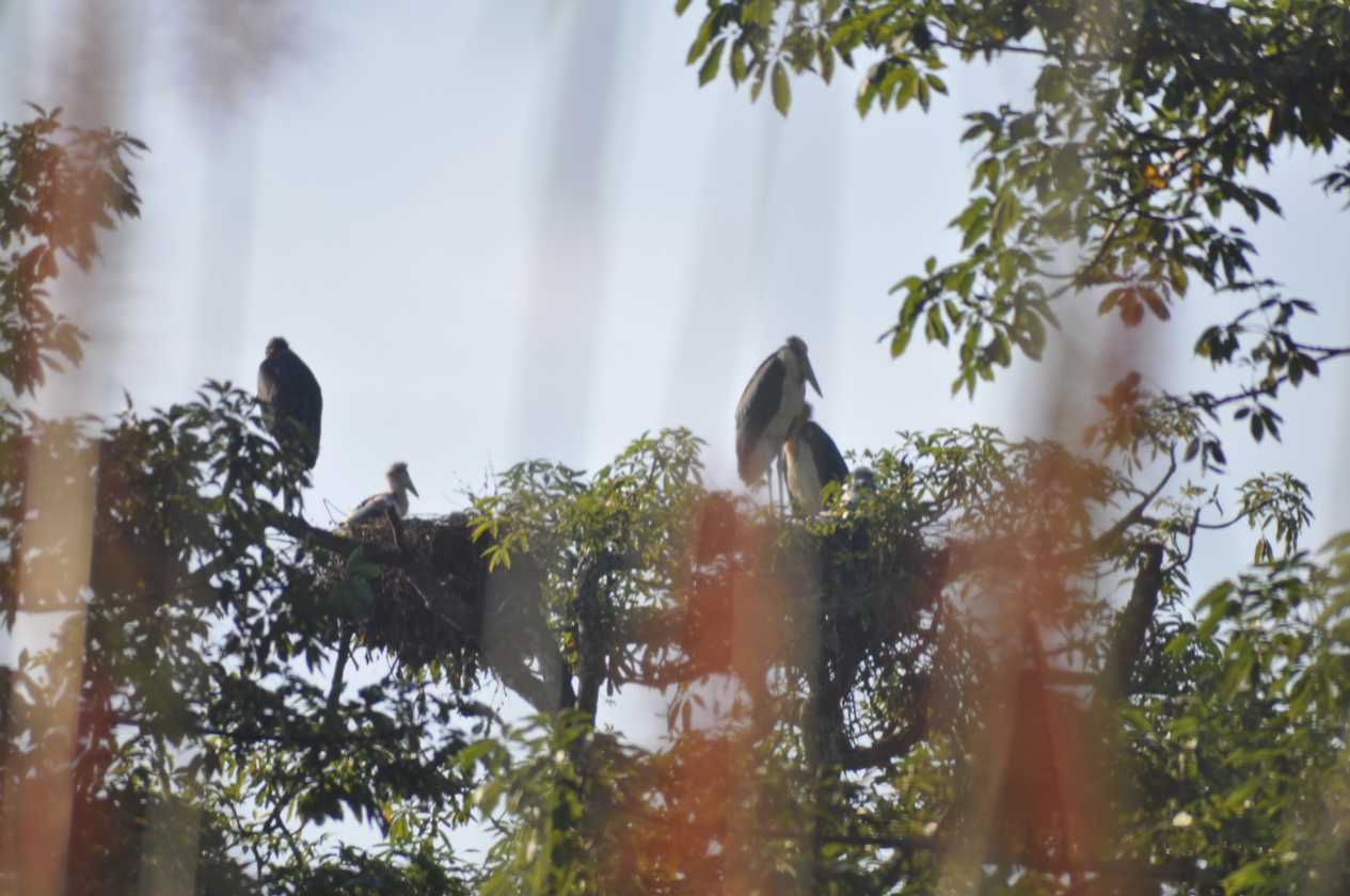 20-008 Chitwan