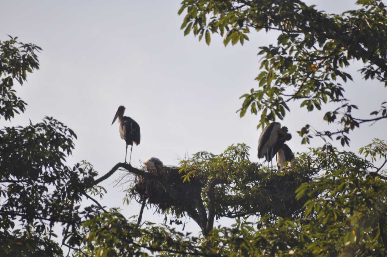 20-009 Chitwan