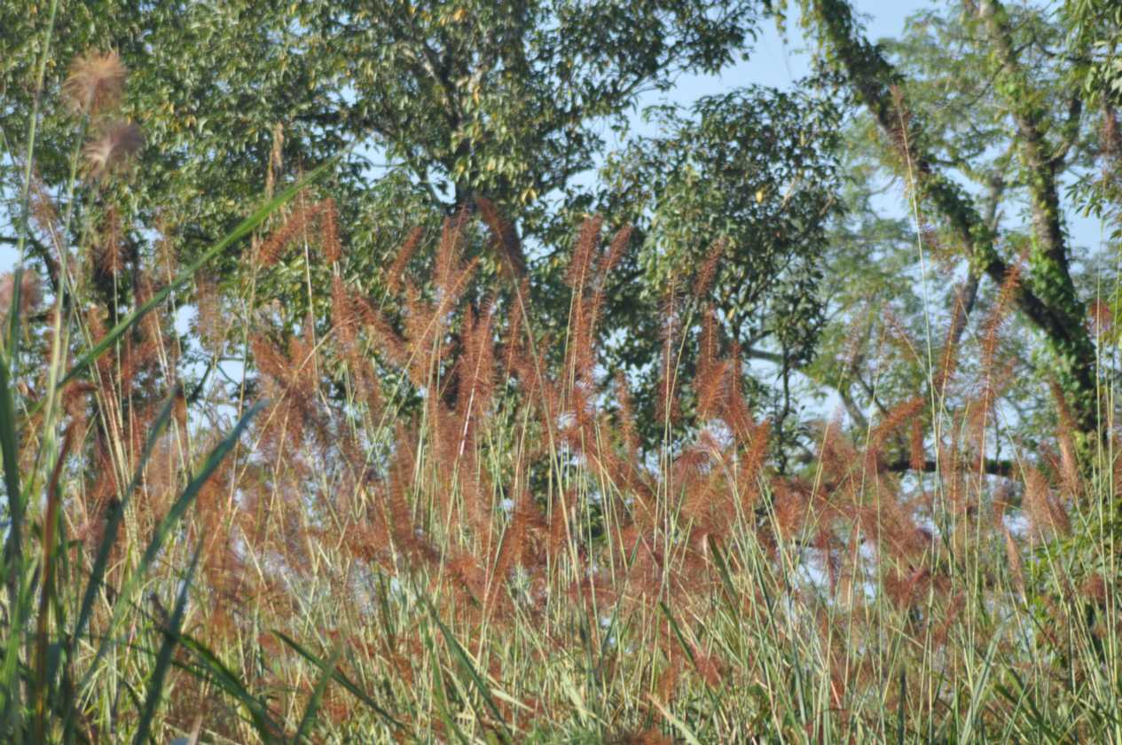 20-010 Chitwan
