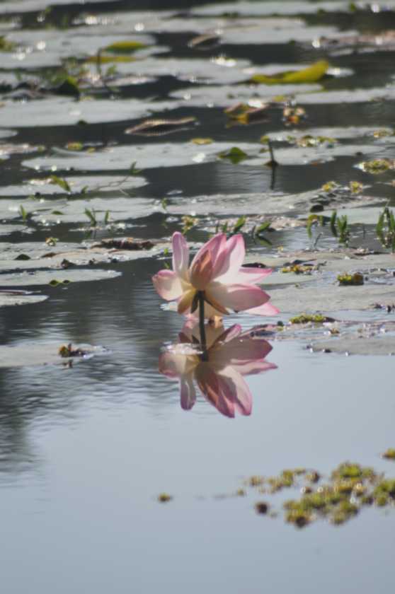 20-017 Chitwan