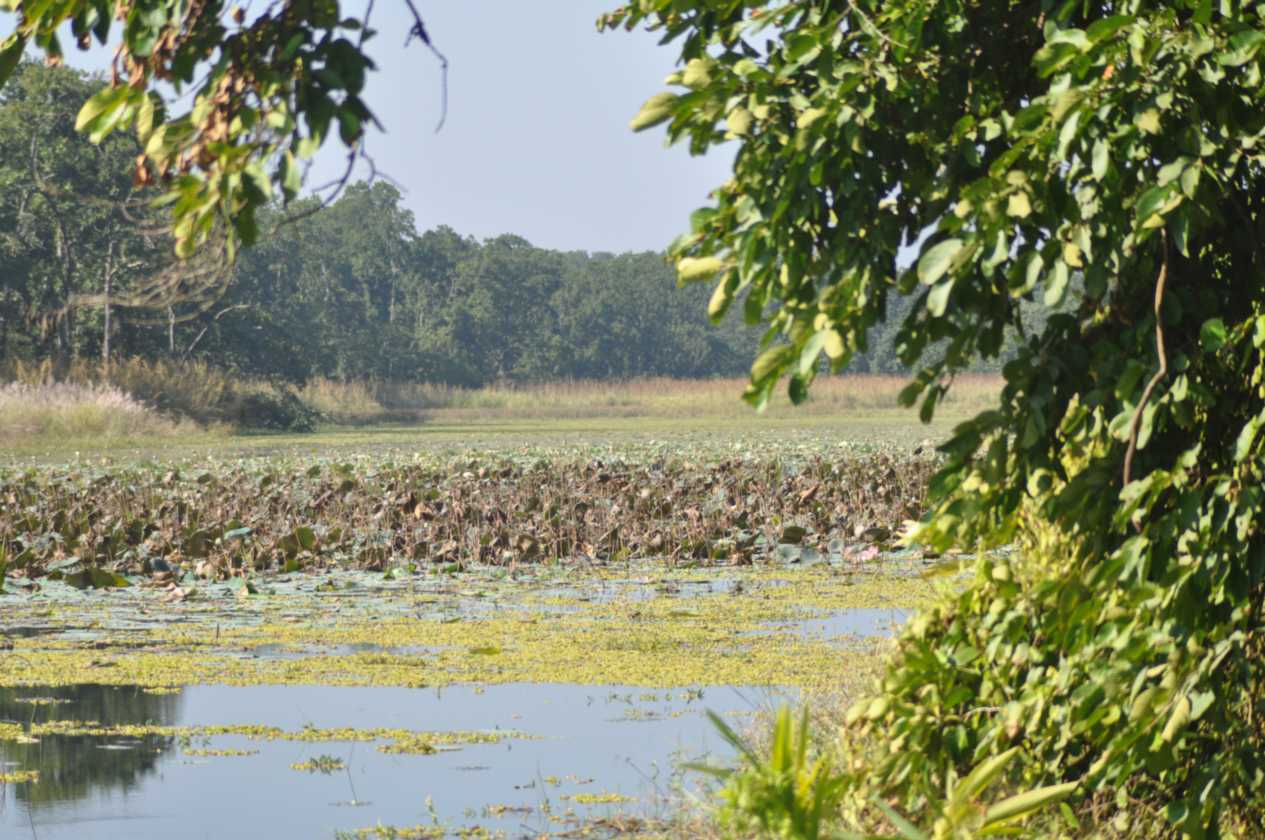 20-018 Chitwan