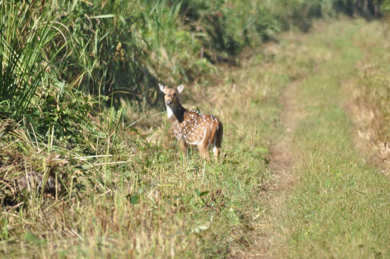 20-022 Chitwan