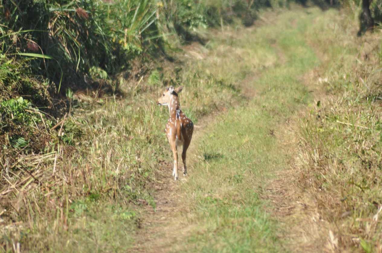 20-023 Chitwan