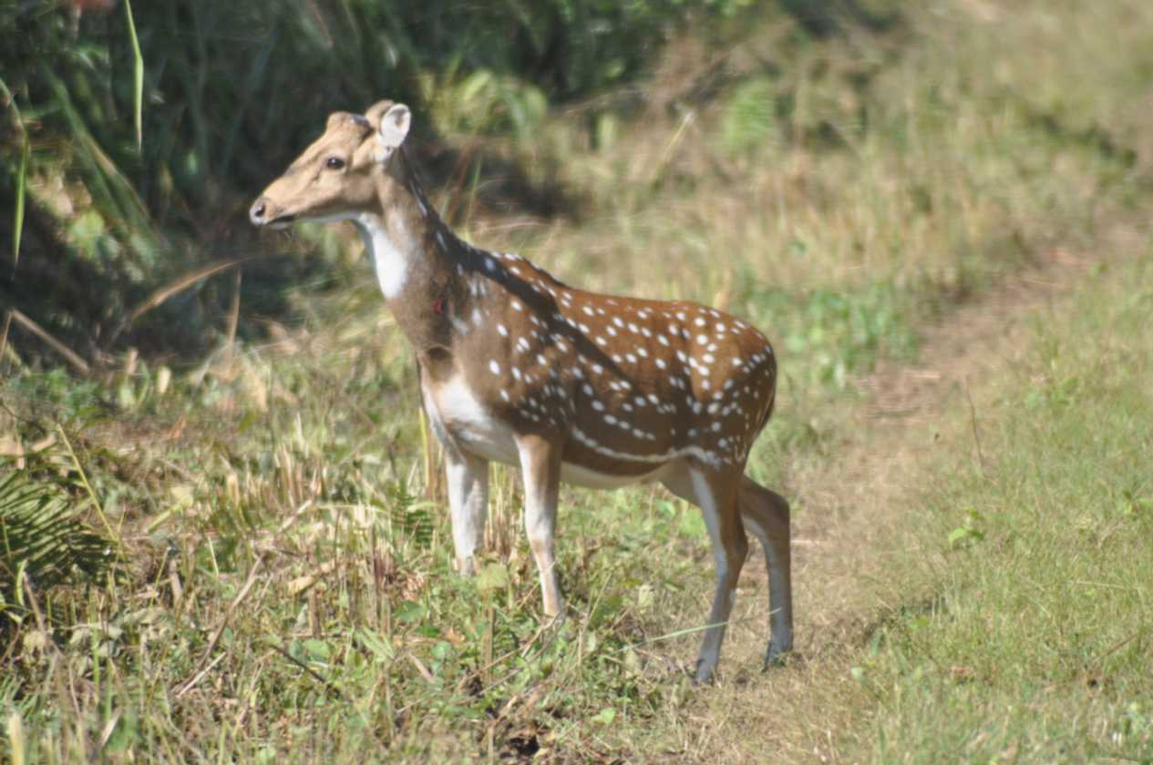 20-025 Chitwan