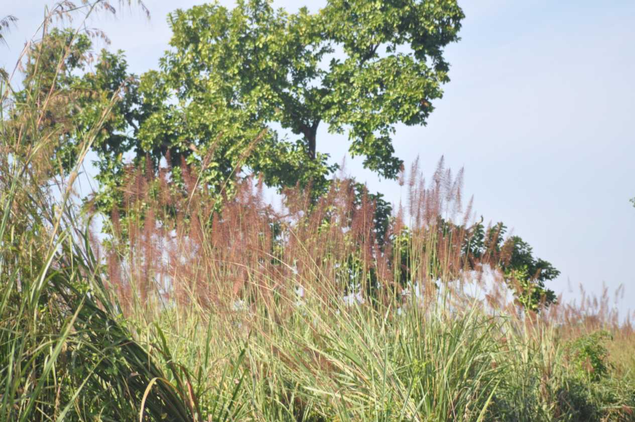 20-027 Chitwan