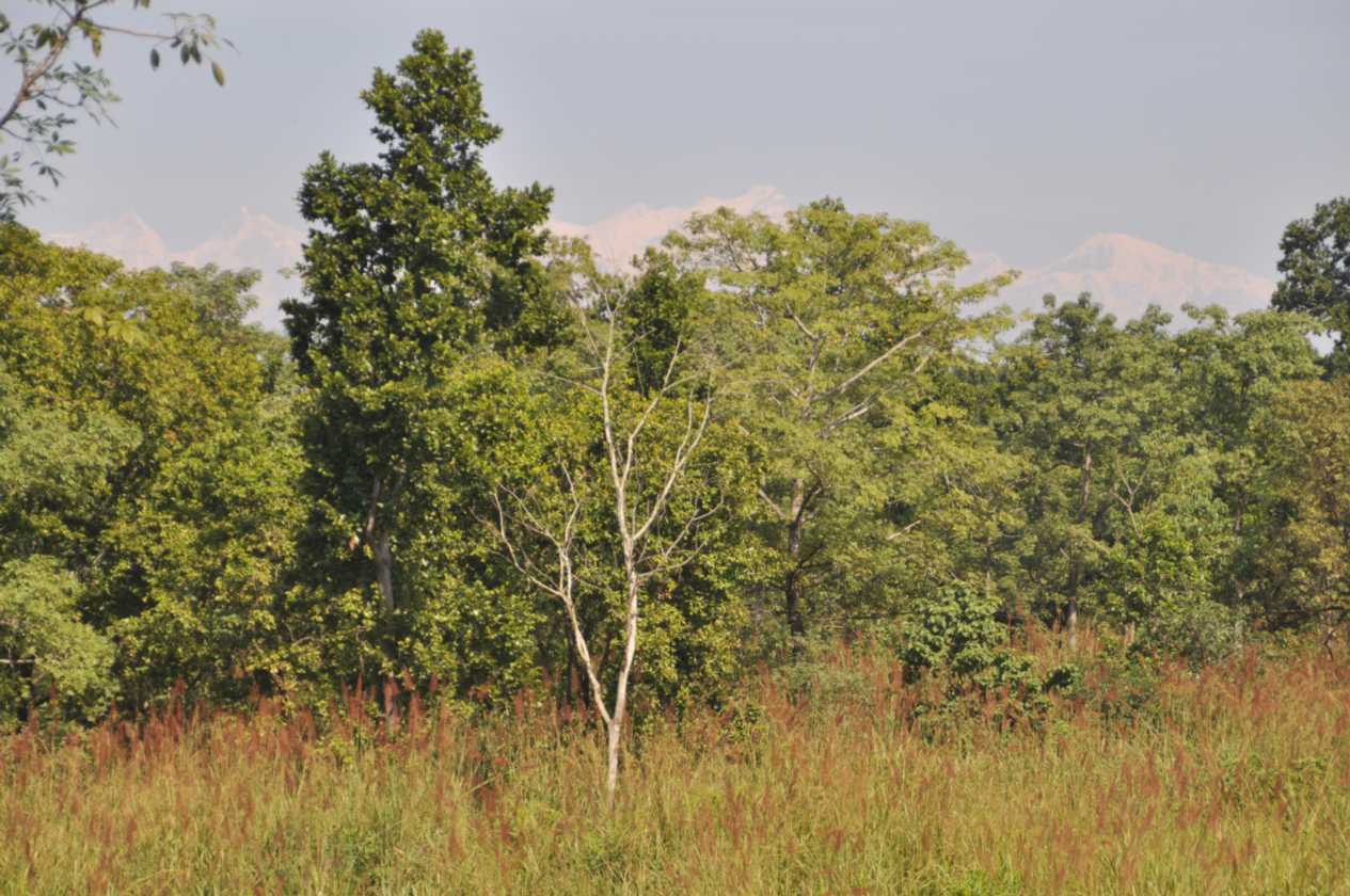 20-028 Chitwan
