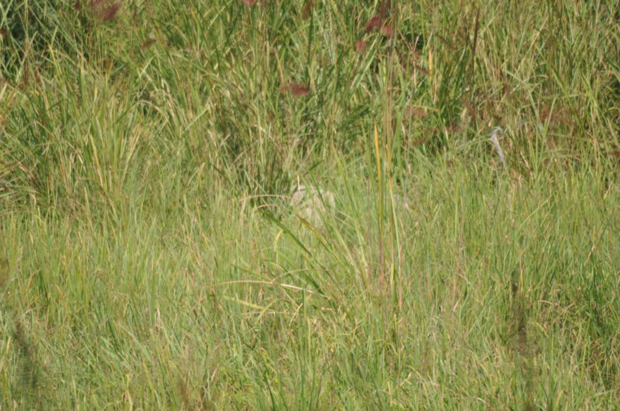 20-029 Chitwan