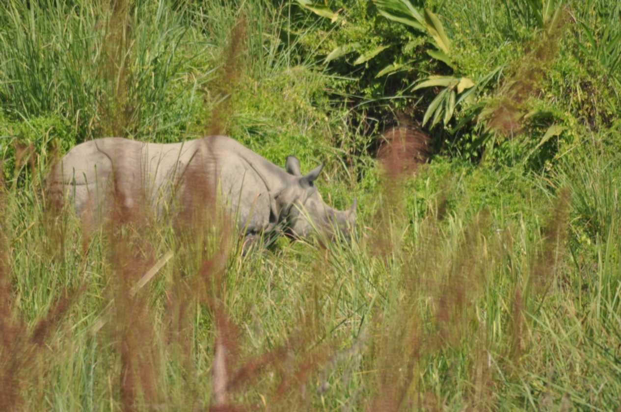 20-030 Chitwan