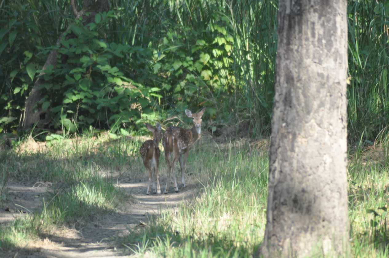 20-033 Chitwan