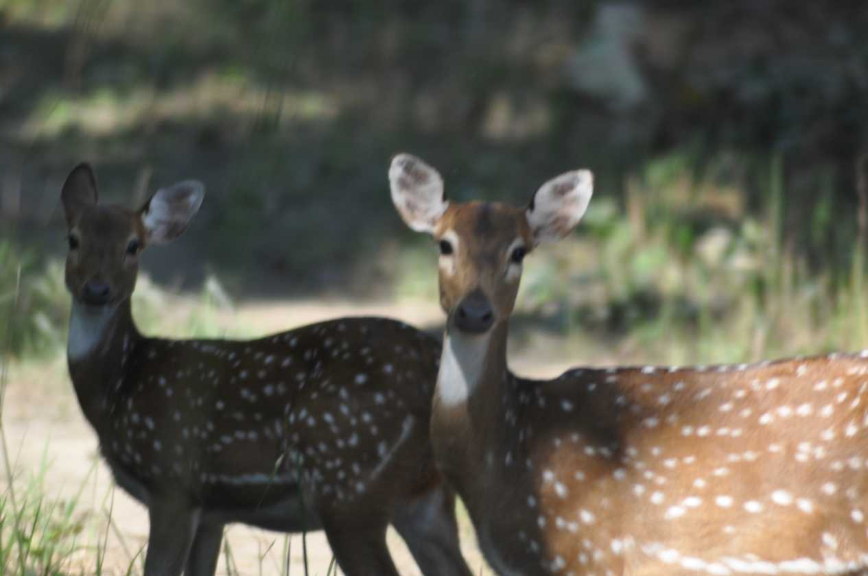 20-034 Chitwan